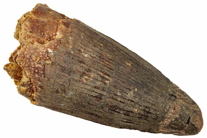 Fossil Spinosaurus Tooth - Robust Tooth #329529
